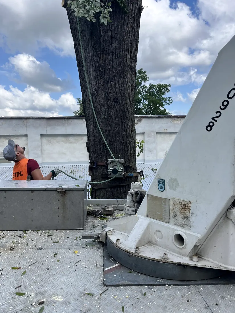 Cięcie drzewa nad dachem budynku z podnośnika