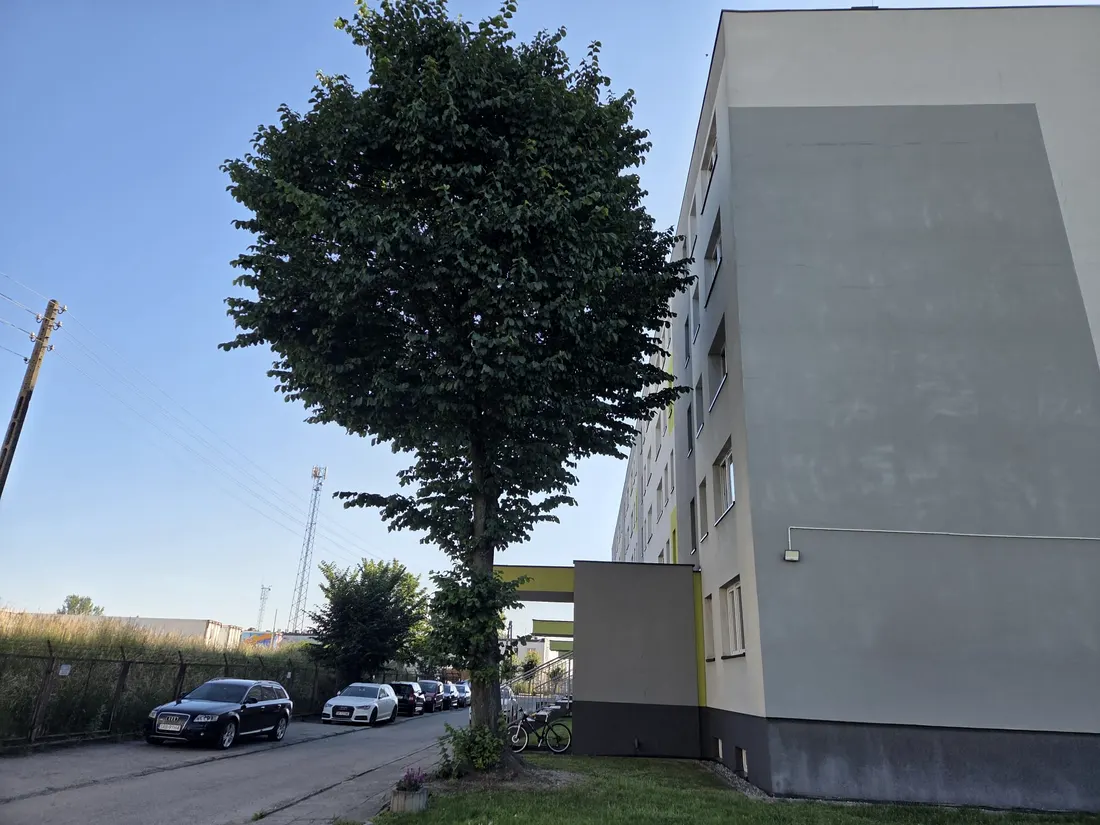 Wysokie drzewo przy bloku mieszkalnym przed wycinką