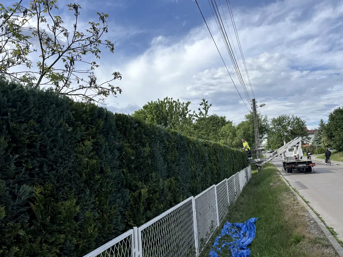 Przycinanie żywopłotu wzdłuż ogrodzenia