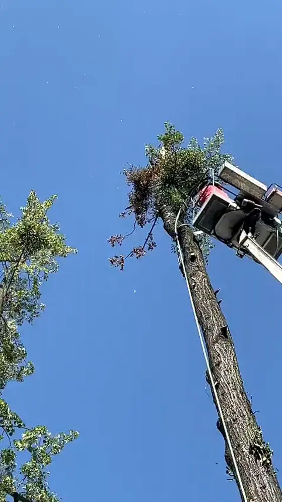 Wycinka drzewa podnośnikiem koszowym (zwyżką) — PrzycinkaWycinka